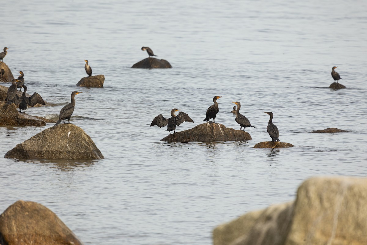 Double-crested Cormorant - ML642565832