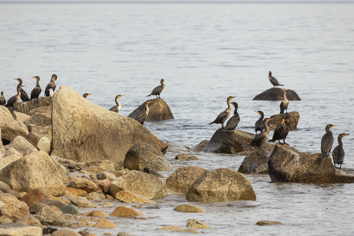 Double-crested Cormorant - ML642565833