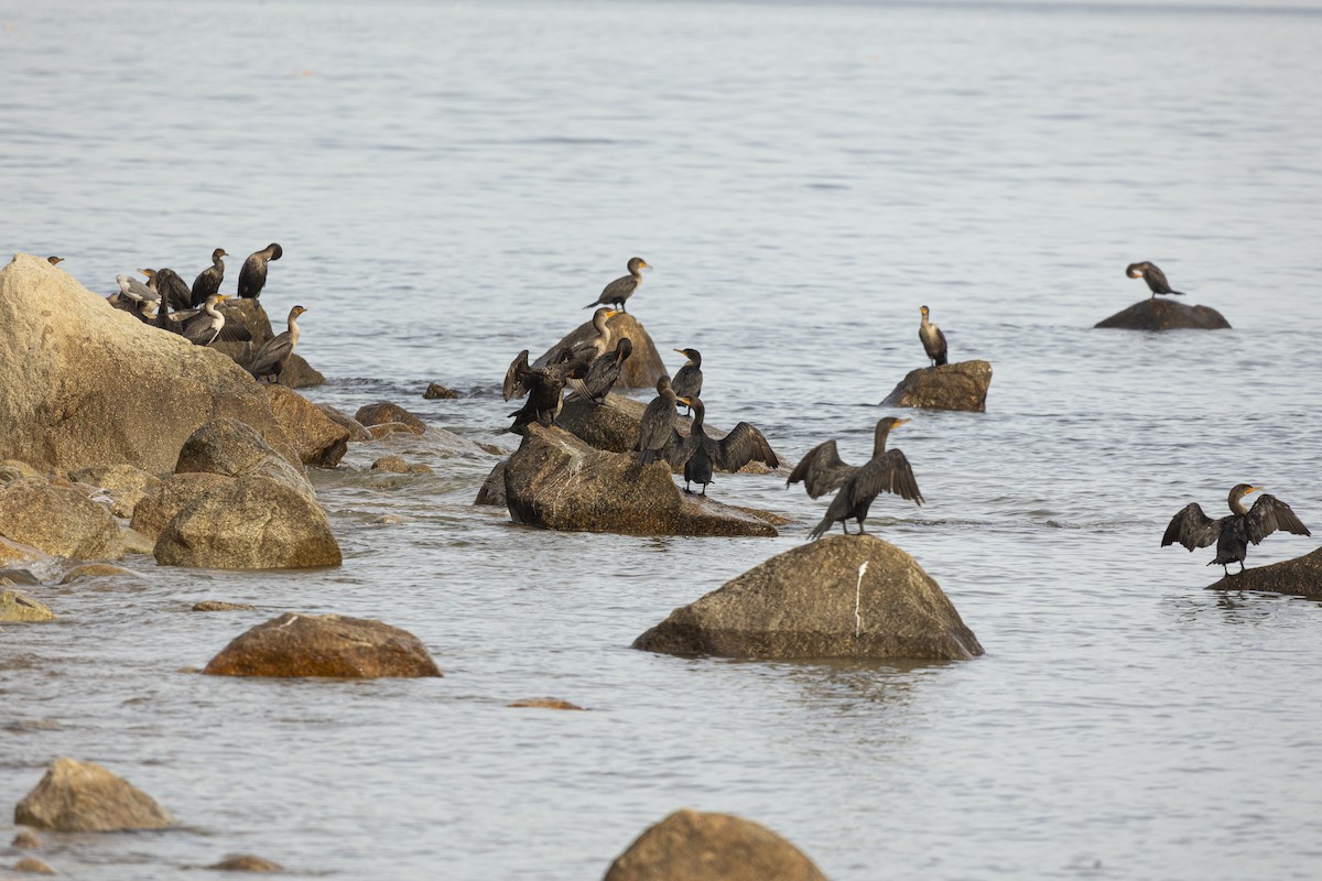 Double-crested Cormorant - ML642565834