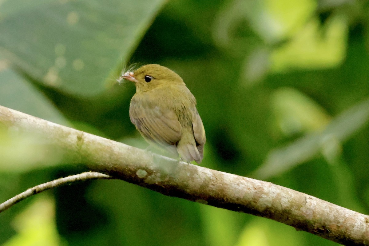 Red-capped Manakin - ML642565842