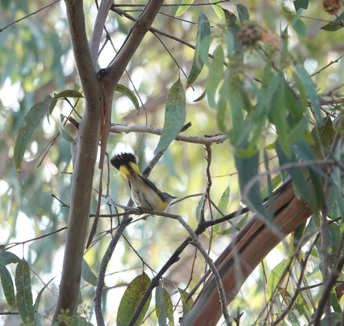 American Redstart - ML642565853