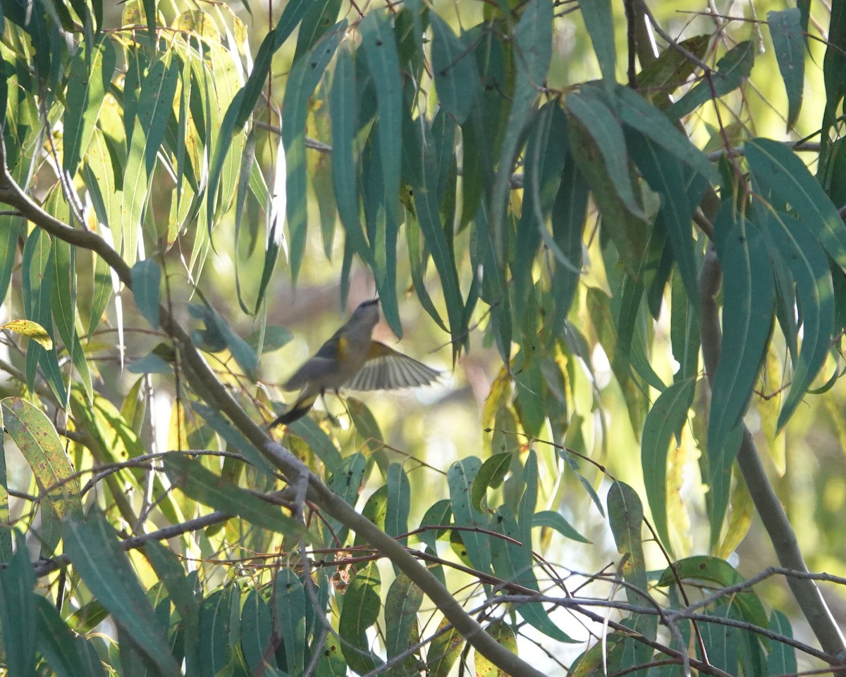 American Redstart - ML642565854