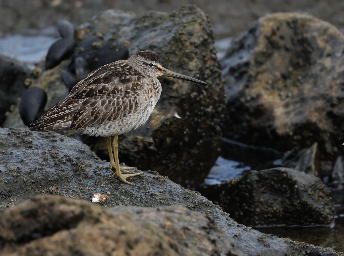 Short-billed Dowitcher - ML642565879