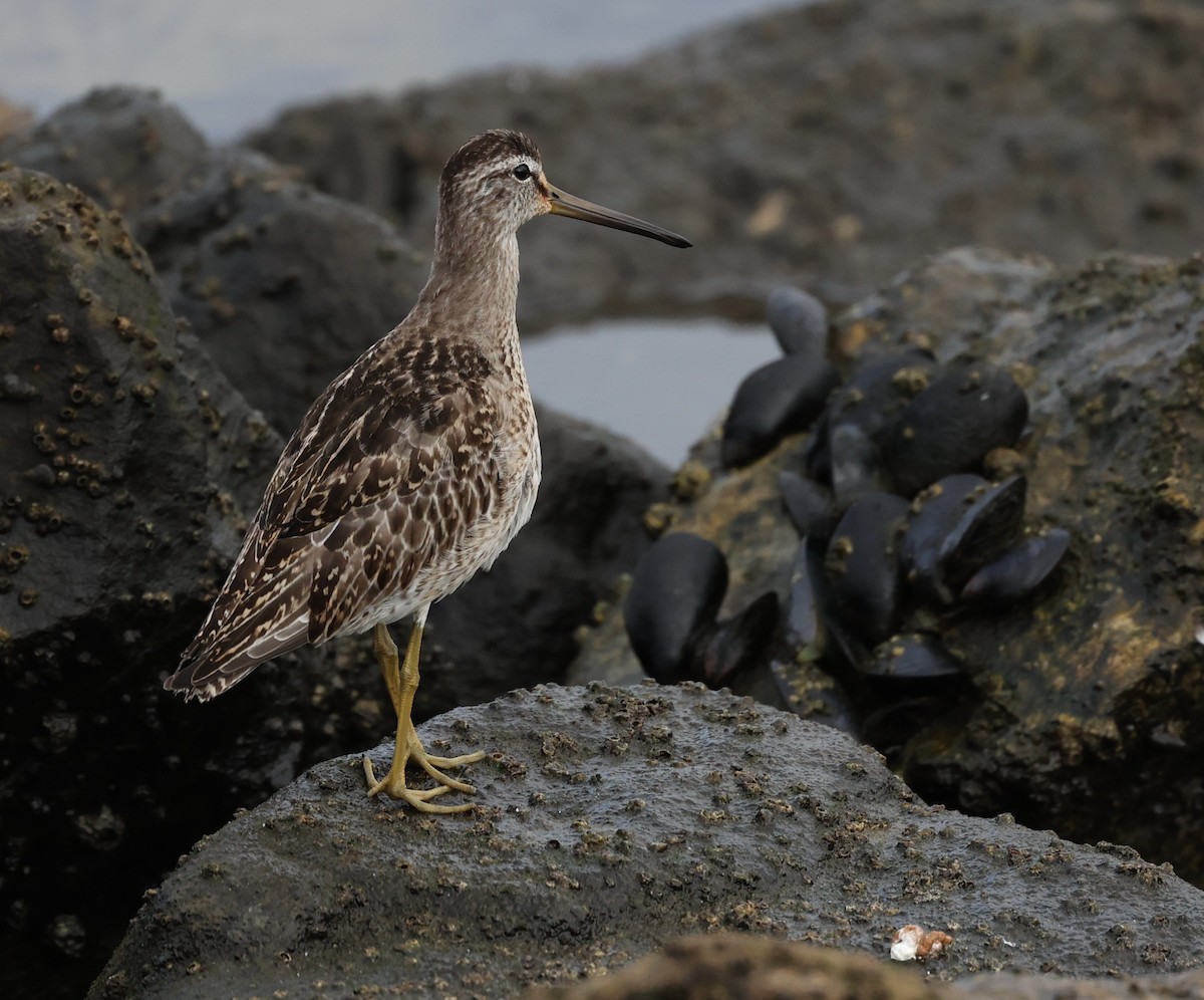 Short-billed Dowitcher - ML642565880
