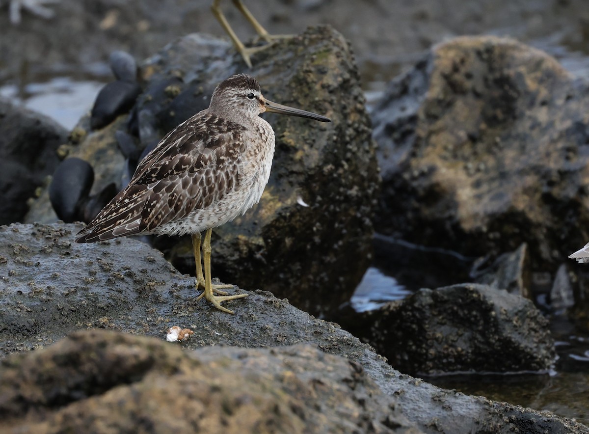 Short-billed Dowitcher - ML642565881