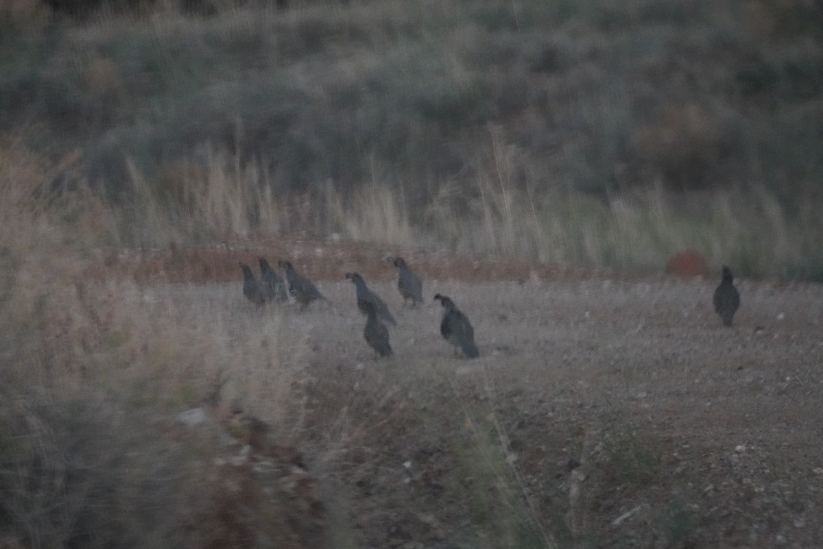 Gambel's Quail - ML642565894