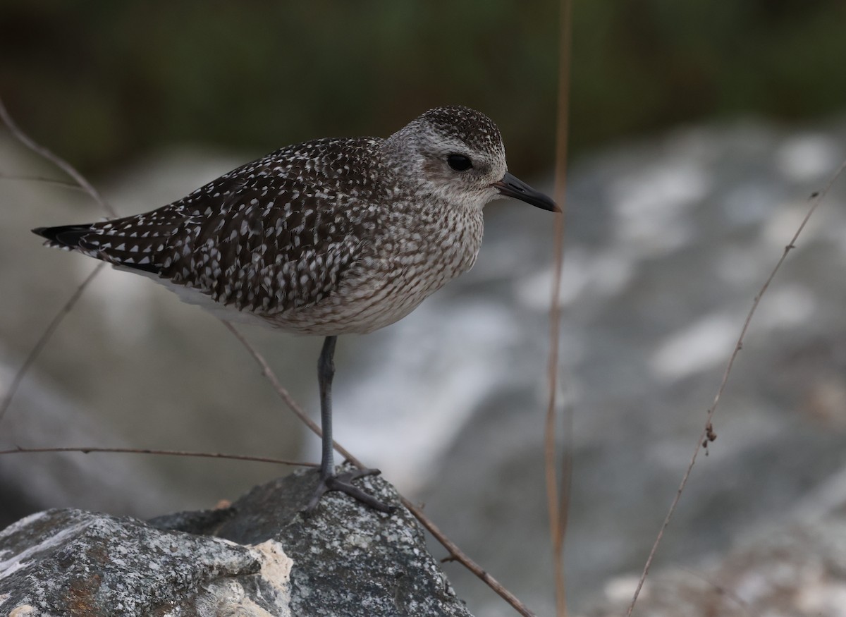 Black-bellied Plover - ML642565908