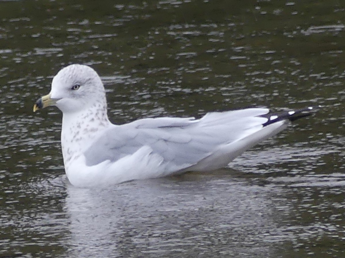 Ring-billed Gull - ML642565911