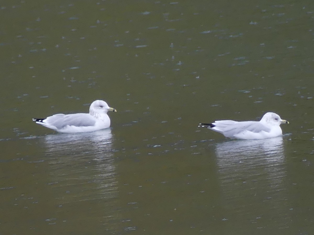 Ring-billed Gull - ML642565921