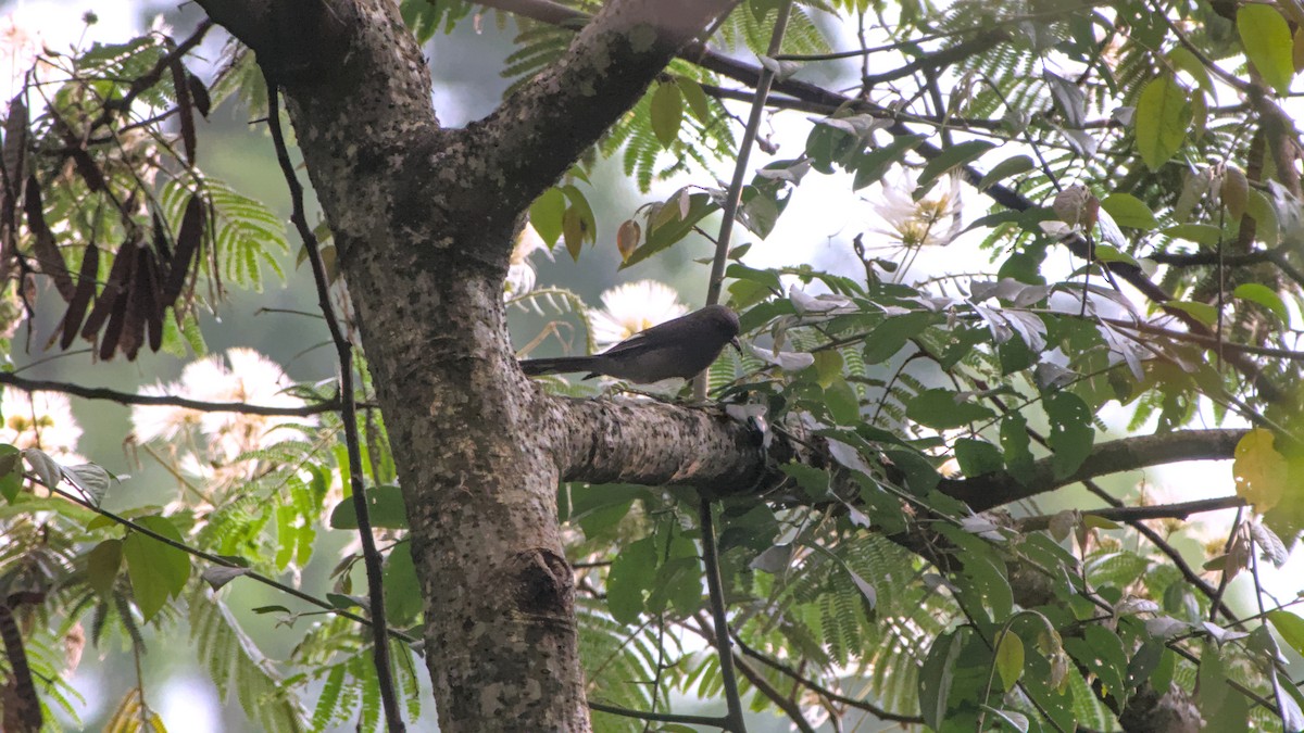 Long-tailed Sibia - ML642565926