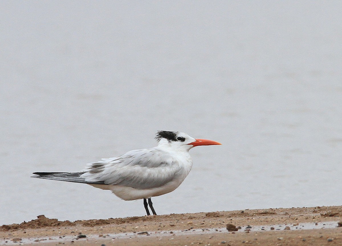 Royal Tern - ML64256601