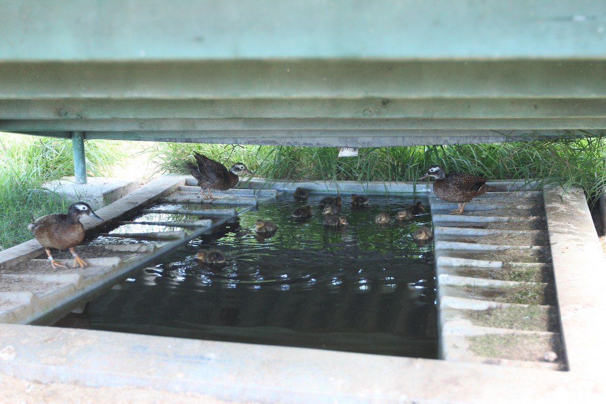 Laysan Duck - ML642566119