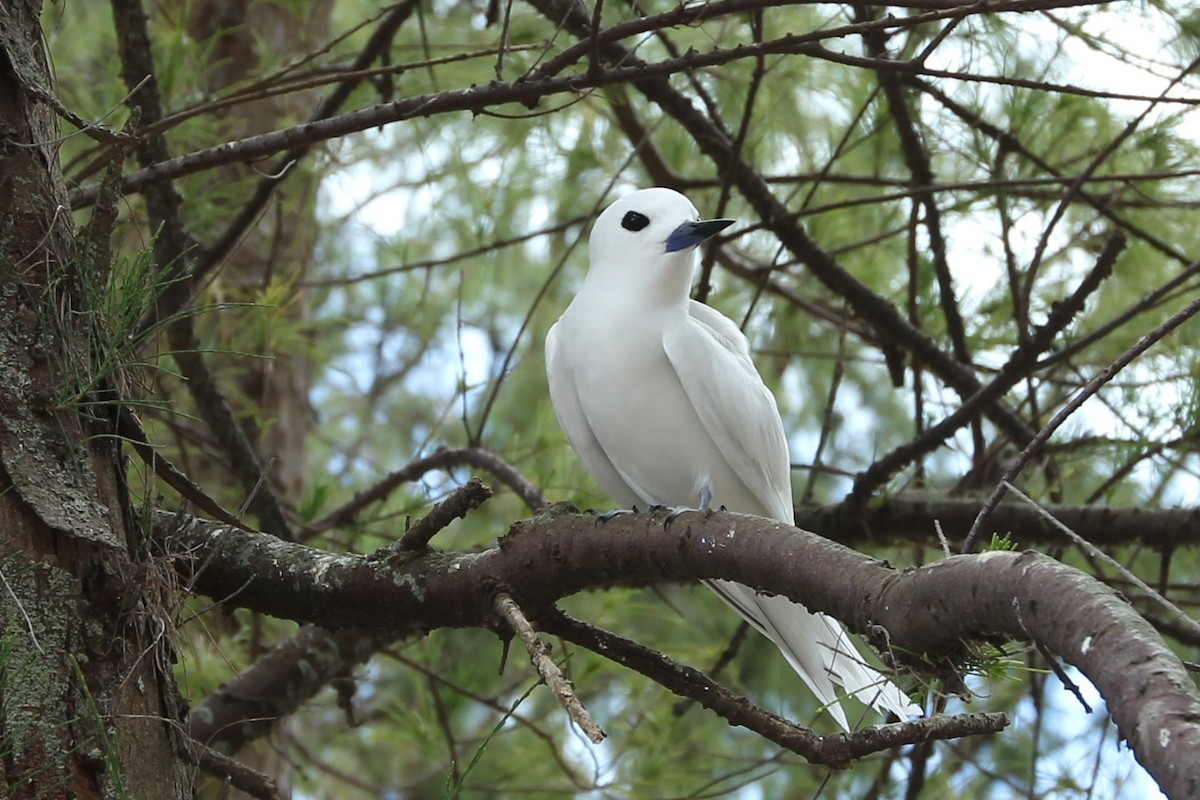 White Tern - ML642566123