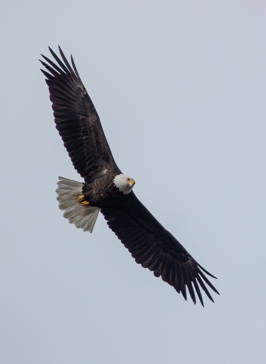 Bald Eagle - ML642566147