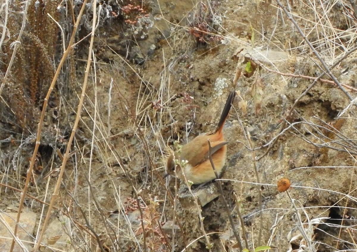 Synallaxe de d'Orbigny - ML642566157