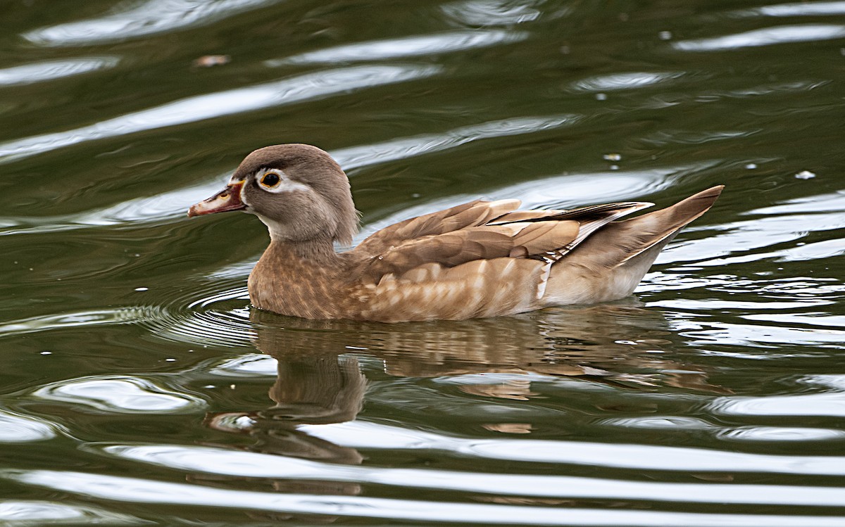 Wood Duck - ML642566209