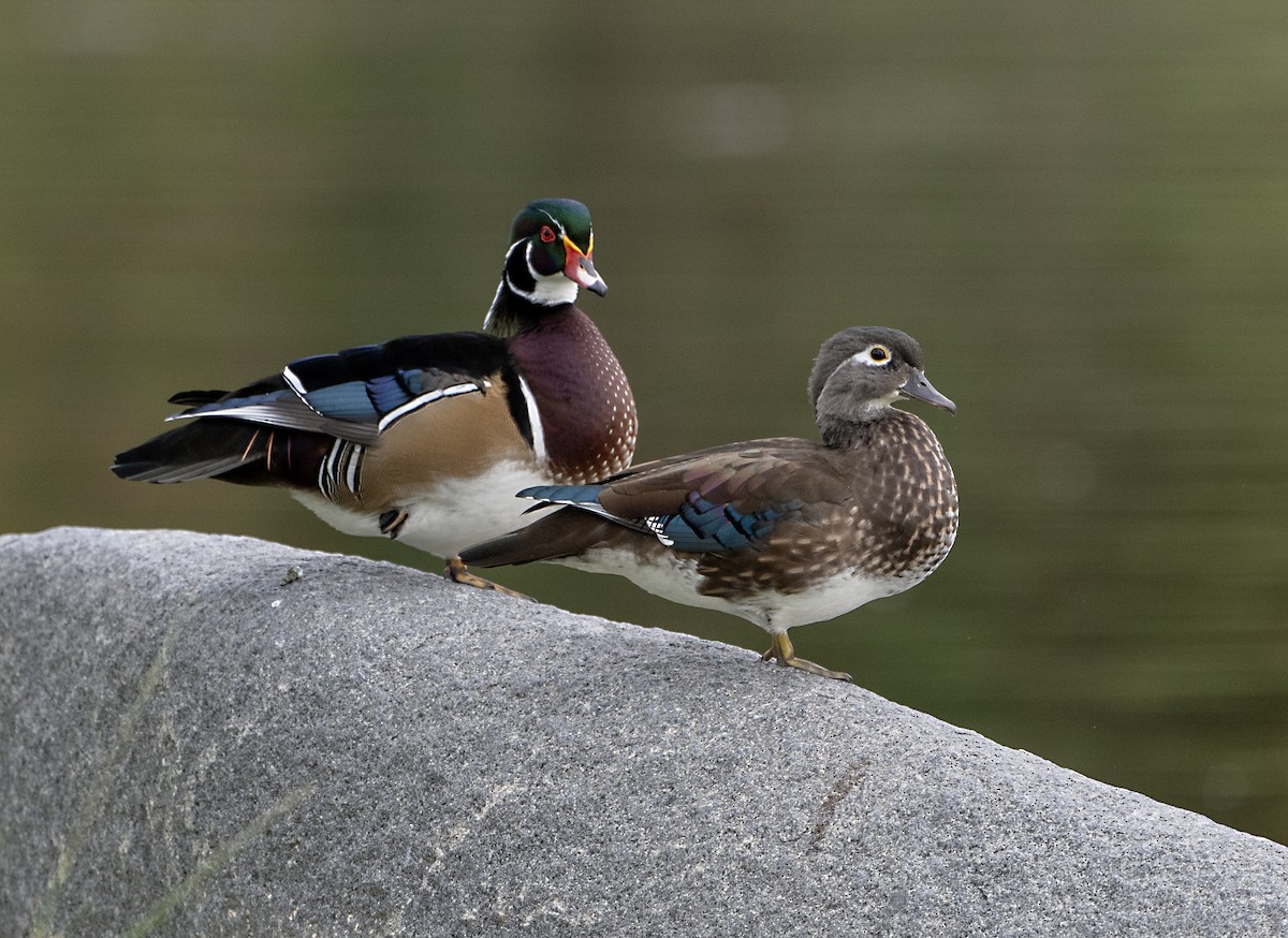 Wood Duck - ML642566210