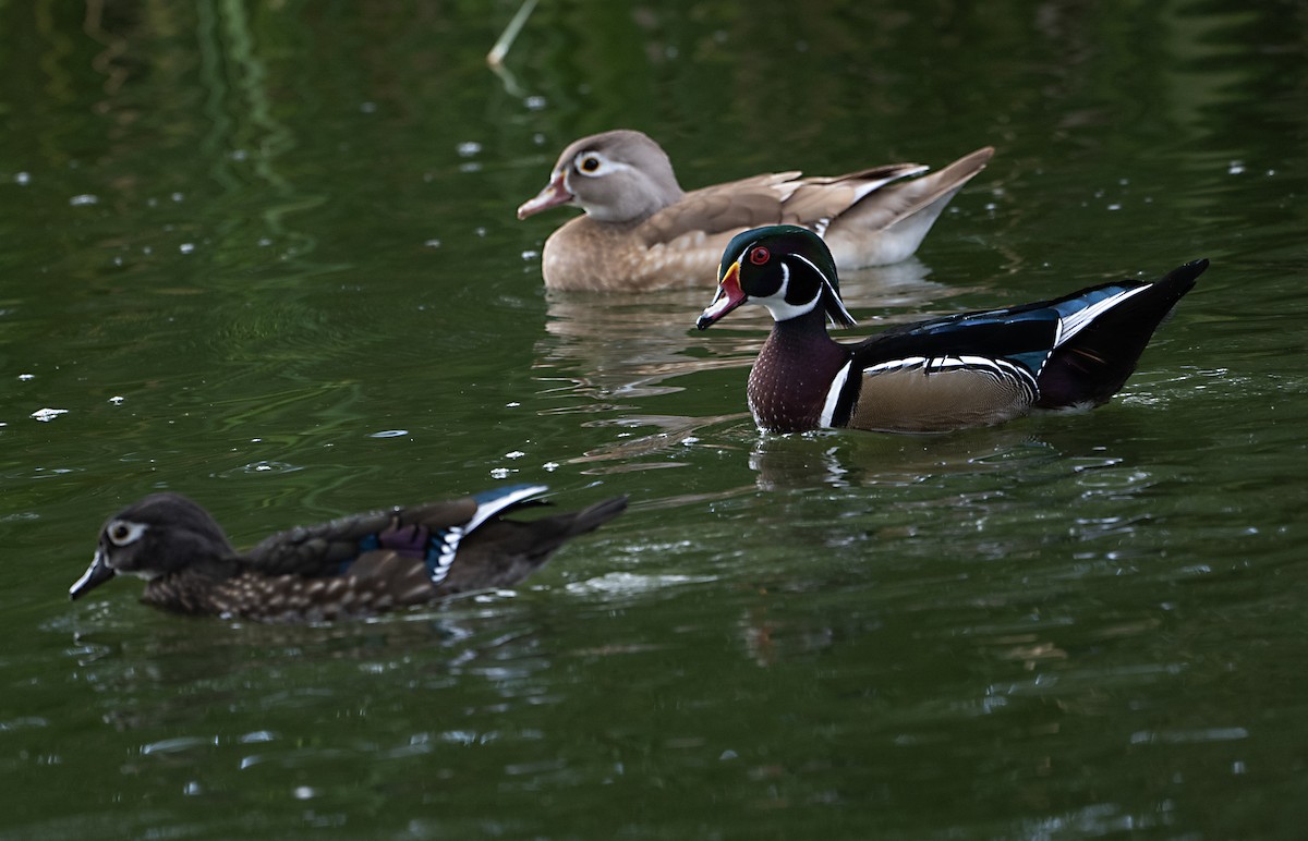 Wood Duck - ML642566211