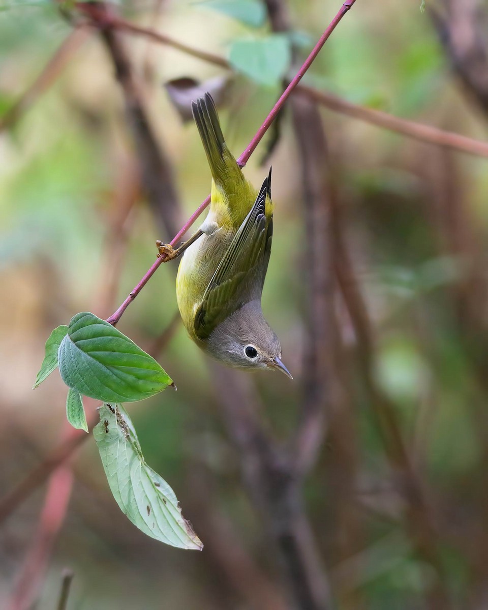 Nashville Warbler - ML642566298