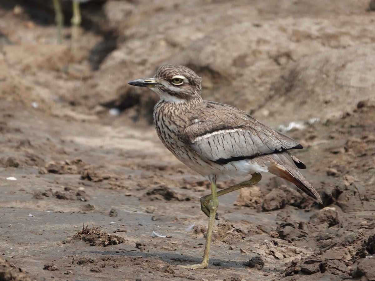 Water Thick-knee - ML642566300