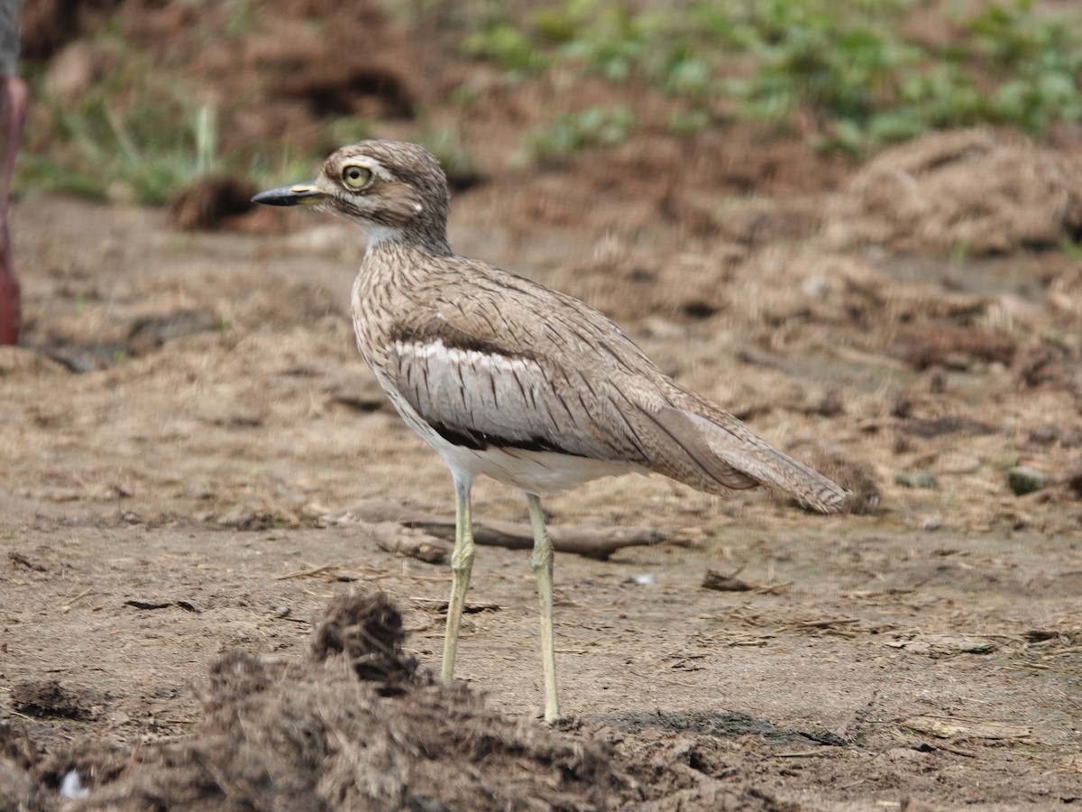 Water Thick-knee - ML642566301