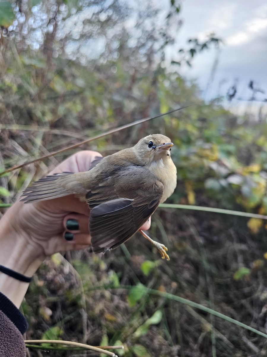 Common Reed Warbler (Common) - ML642566307