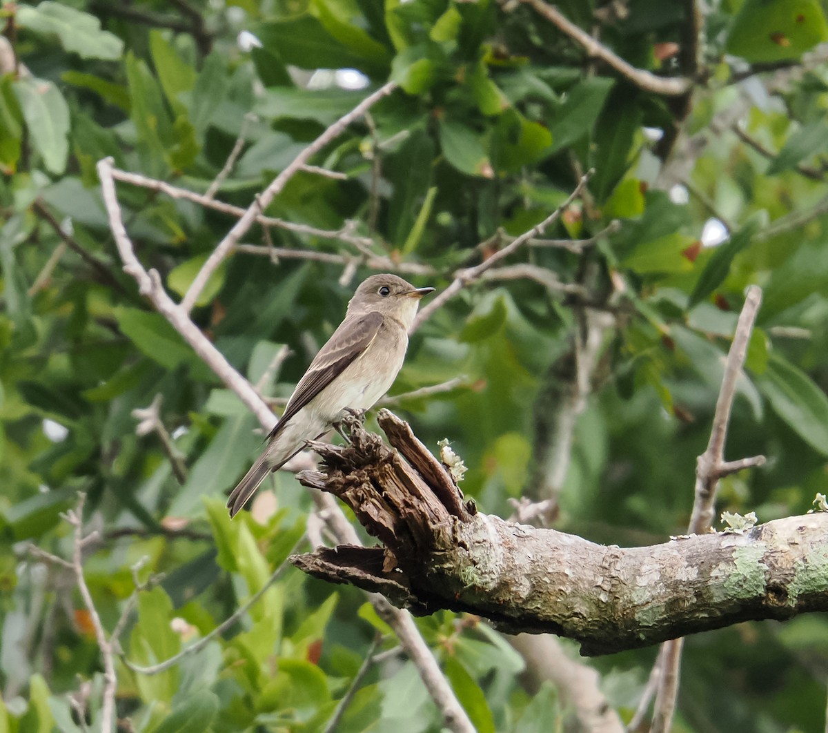 Eastern Wood-Pewee - ML642566327