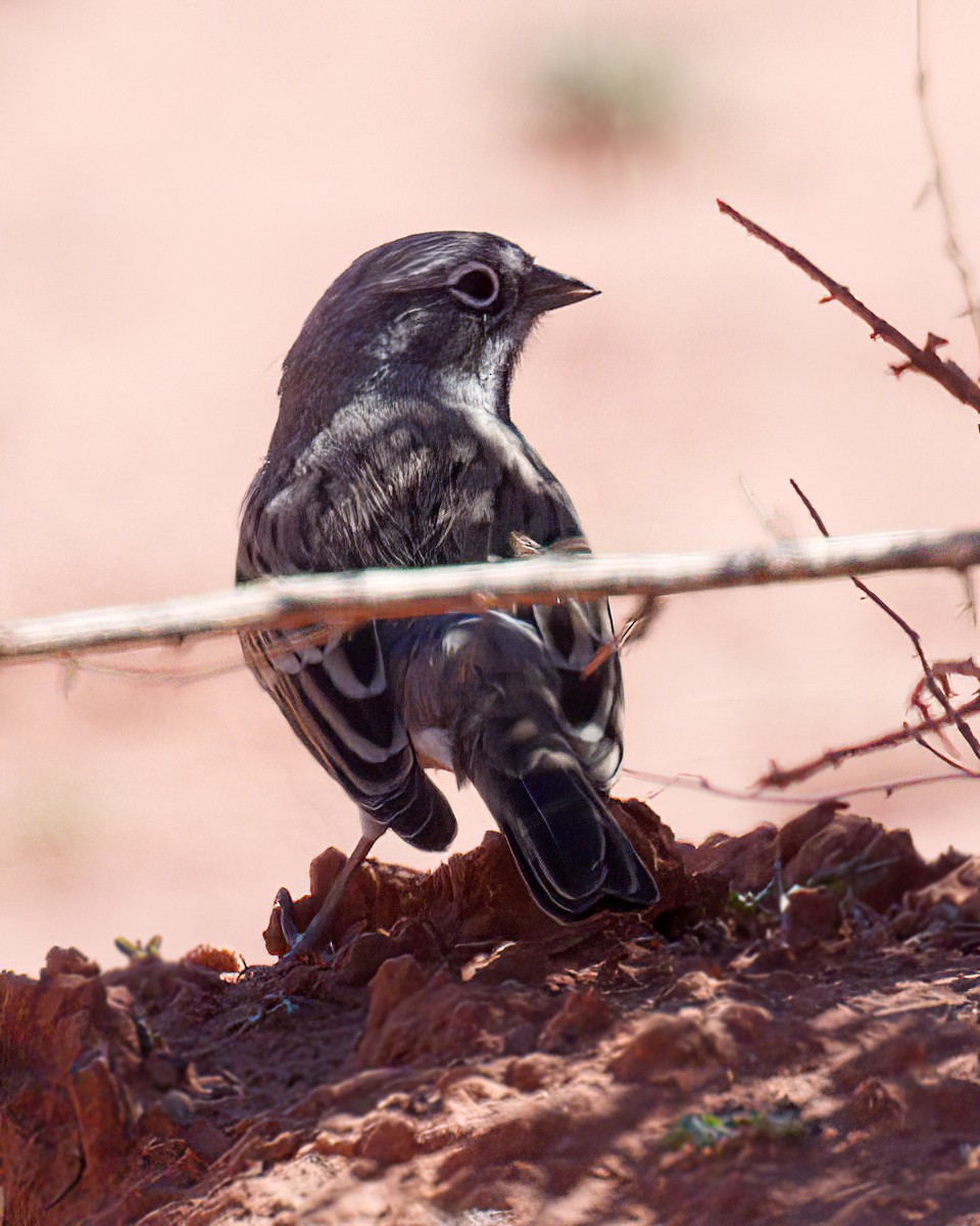Sagebrush Sparrow - ML642566341
