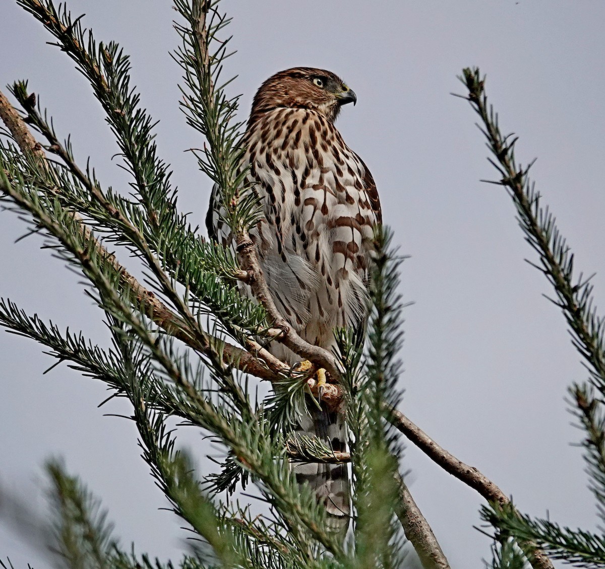 Cooper's Hawk - ML642566365
