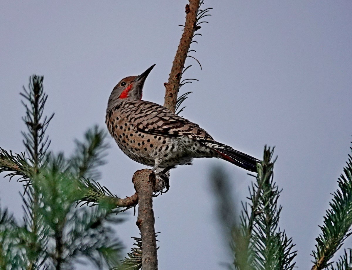 Northern Flicker - ML642566374