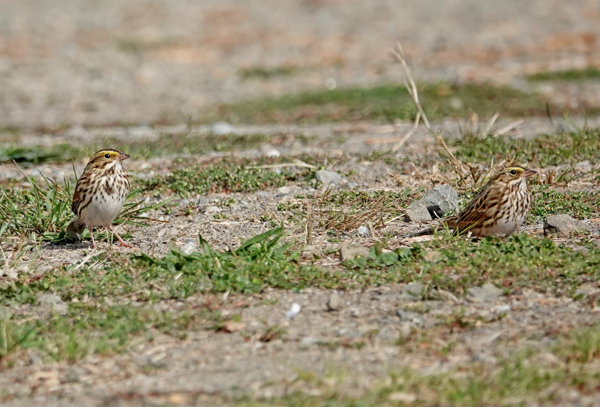 Savannah Sparrow - ML642566385