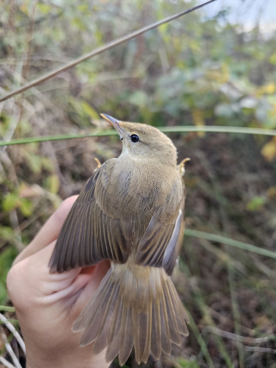 Common Reed Warbler (Common) - ML642566390
