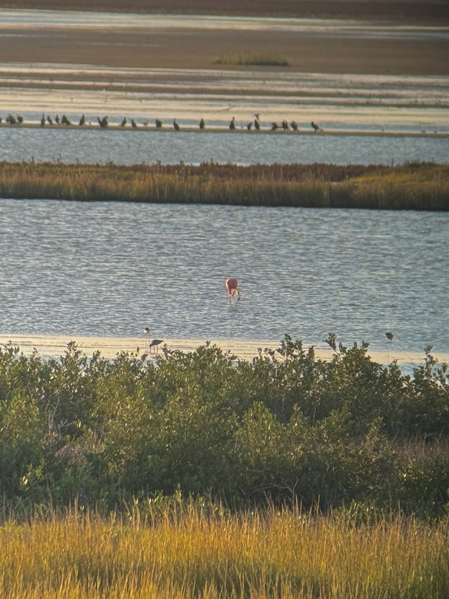American Flamingo - ML642566415