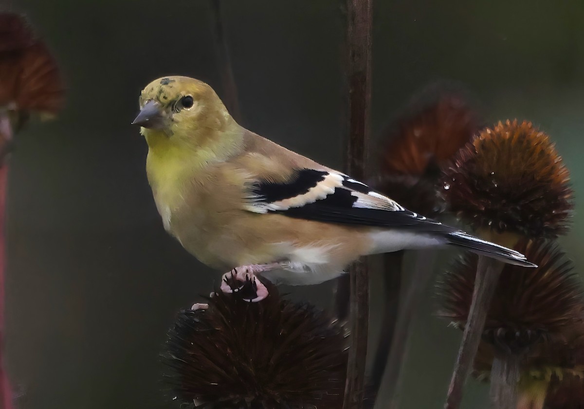 American Goldfinch - ML642566417