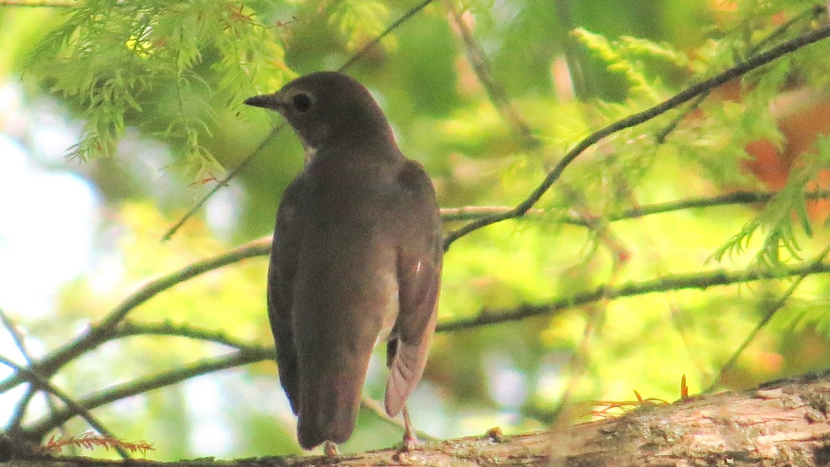 Swainson's Thrush (Olive-backed) - ML642566424