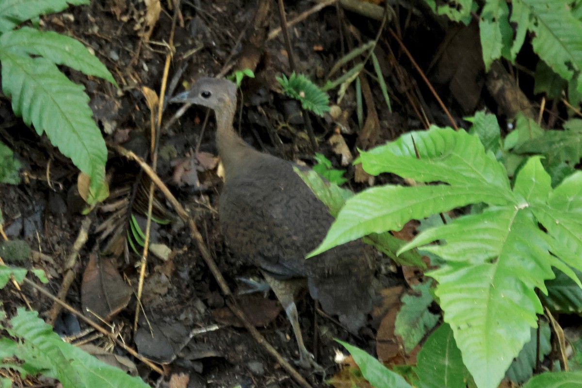 Great Tinamou - ML642566444