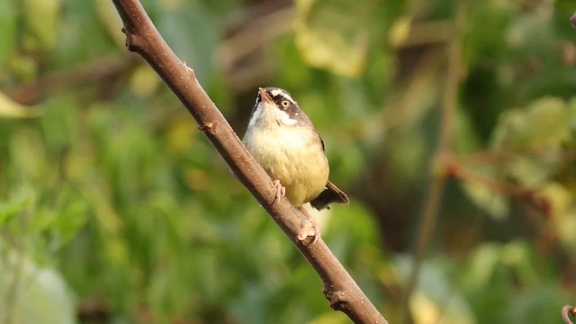 White-browed Scrubwren - ML642566464