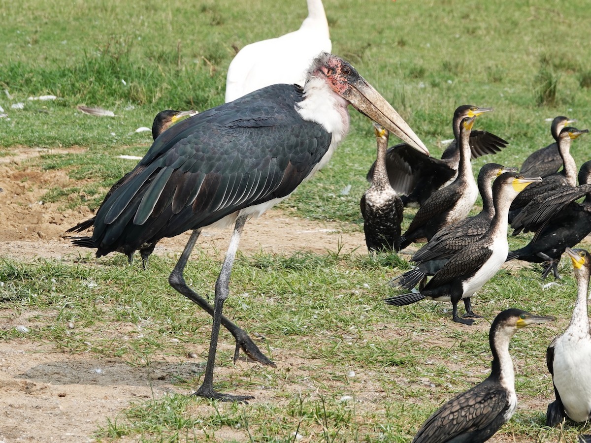 アフリカハゲコウ - ML642566481
