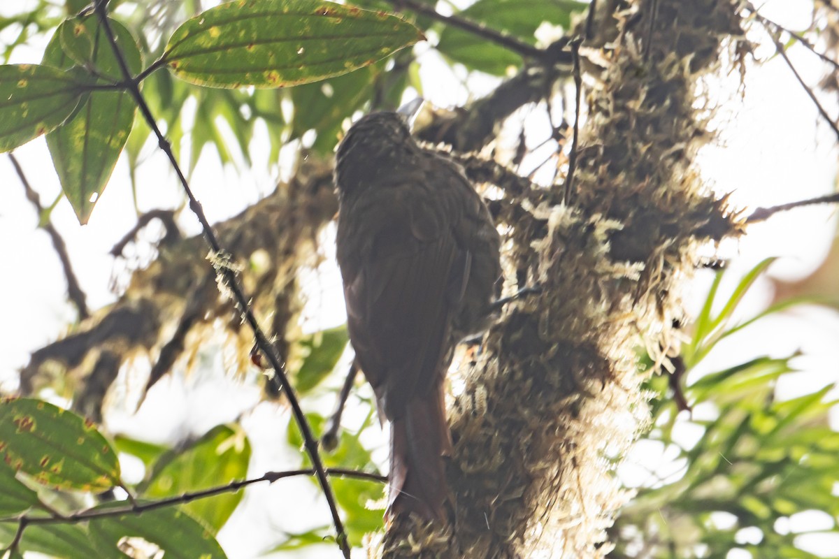 Olive-backed Woodcreeper - ML642566487