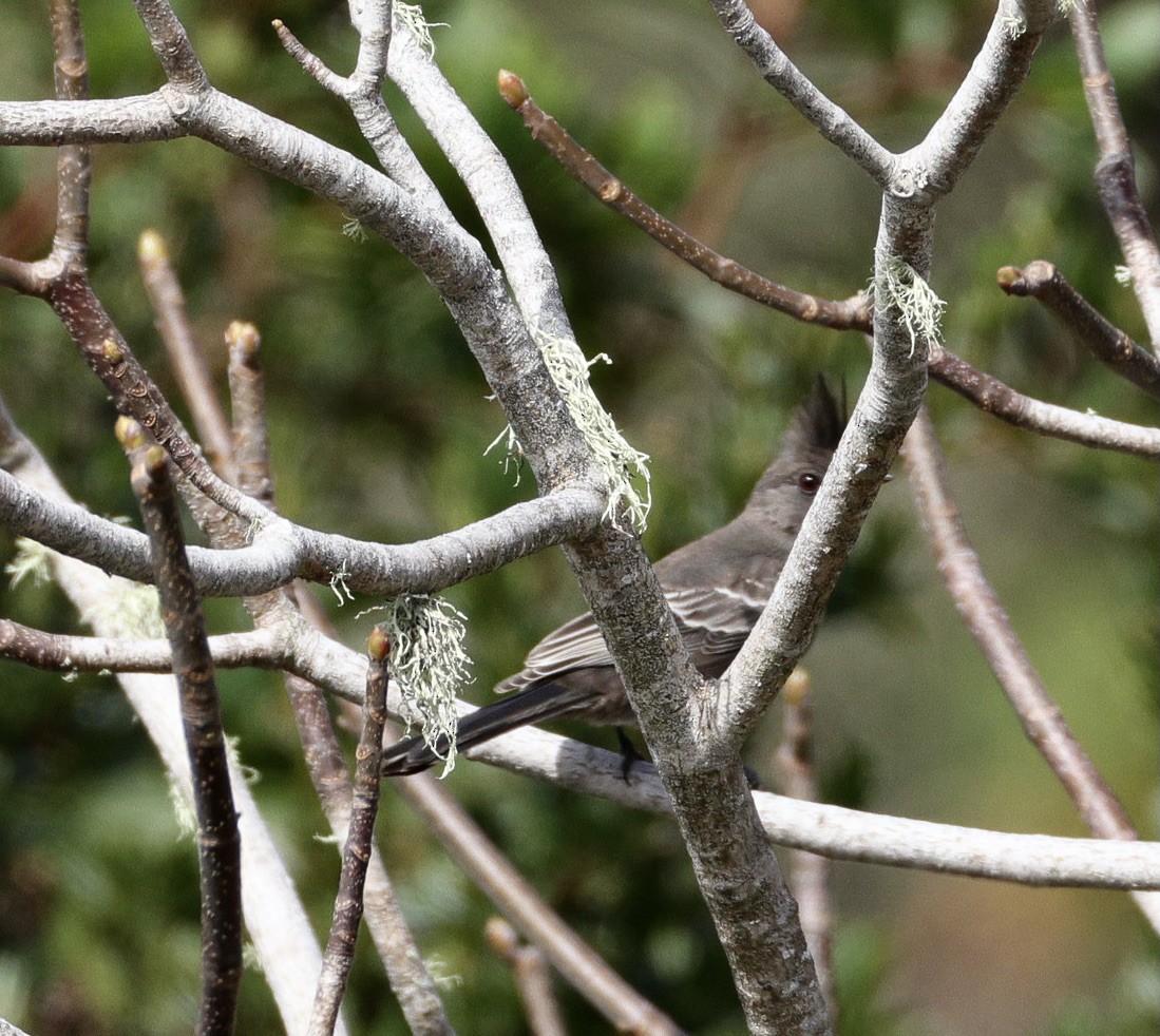 Phénopèple luisant - ML642566499