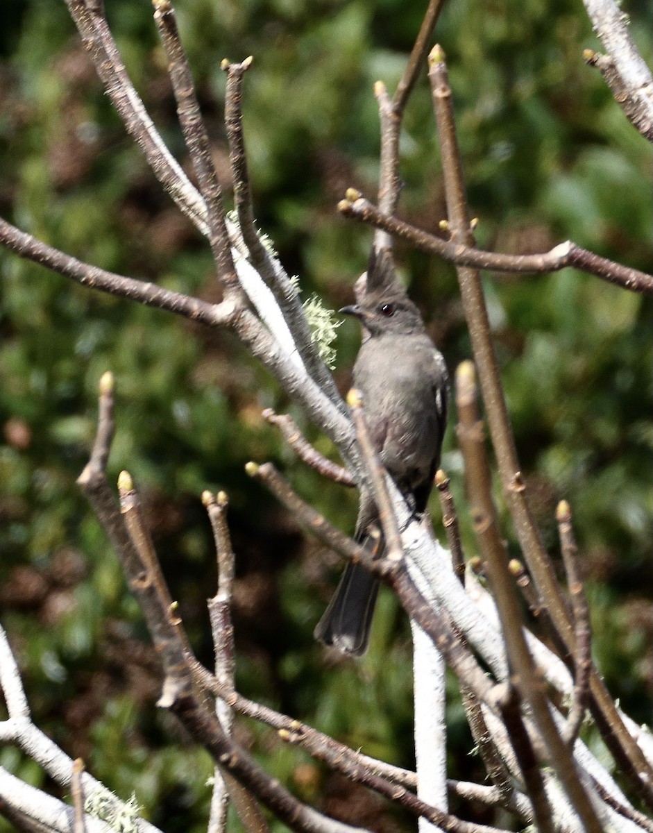 Phénopèple luisant - ML642566500