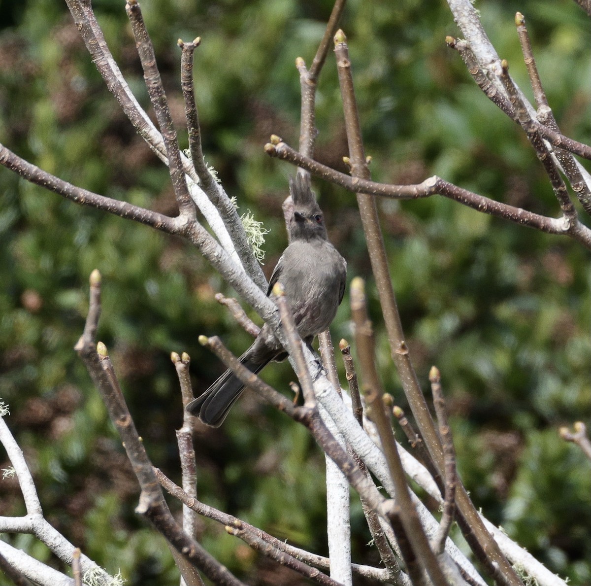 Phénopèple luisant - ML642566501