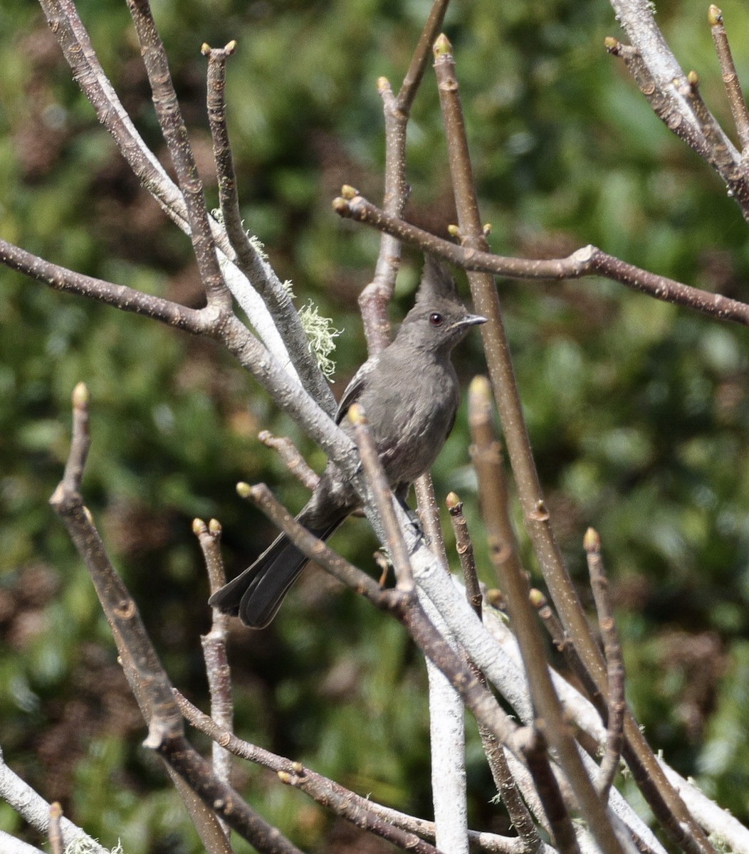 Phénopèple luisant - ML642566502