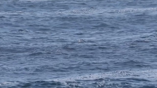 Sabine's Gull - ML642566516