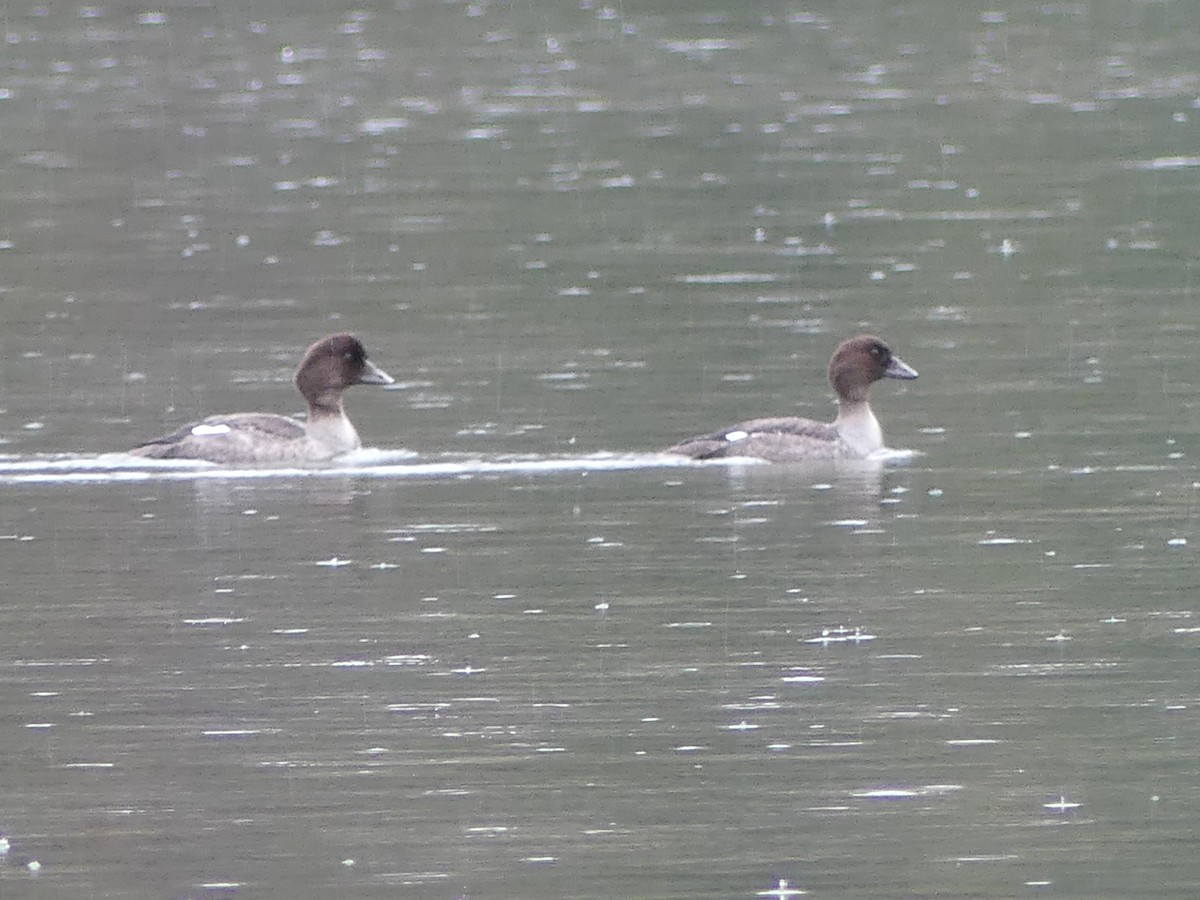 Barrow's Goldeneye - ML642566537