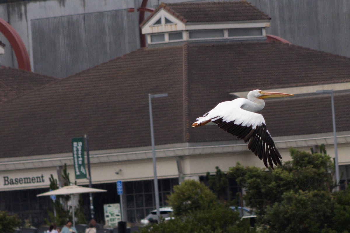 American White Pelican - ML642566558