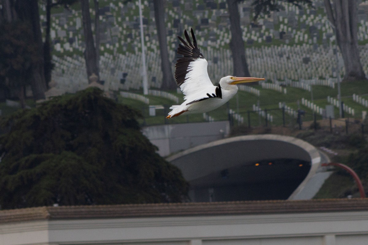 American White Pelican - ML642566559