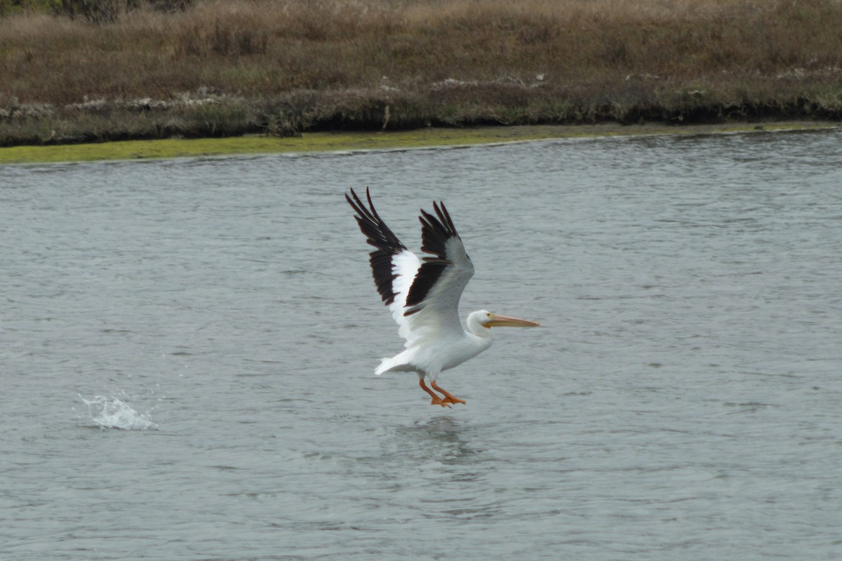 American White Pelican - ML642566560