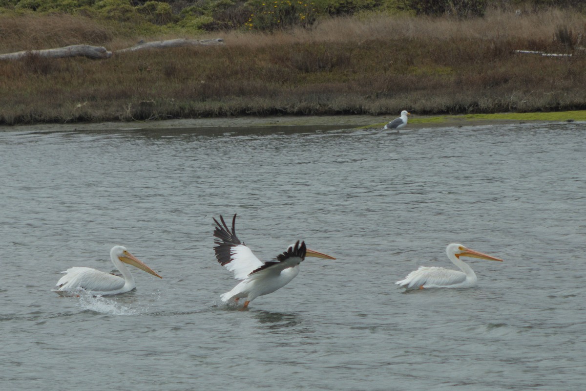 American White Pelican - ML642566562