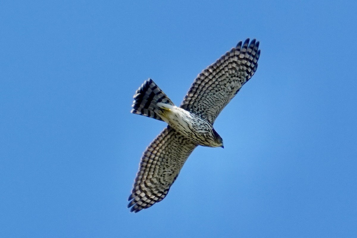 Cooper's Hawk - ML642566593